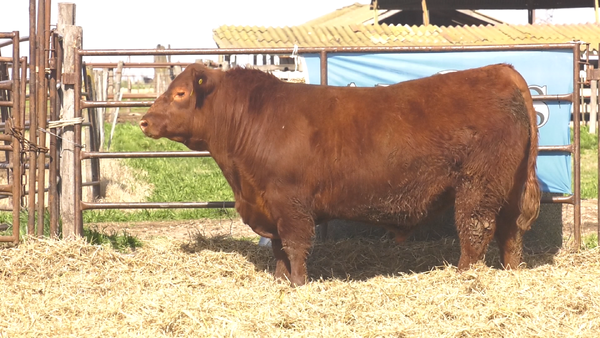 Lote TOROS ANGUS  PP
