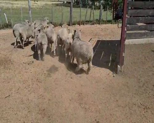 Lote Ovejas
