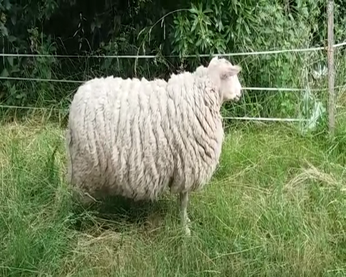 Lote (Vendido)Carneros FRISONA 90kg -  en VIBORAS Y VACAS