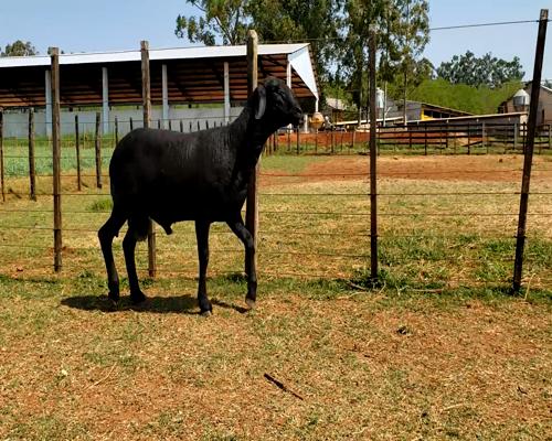 Lote Macho P1 83kg -  en Santa Rita