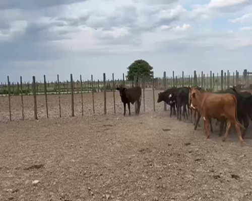 Lote 100 Terneros en Termas de Rio Hondo, Santiago del Estero