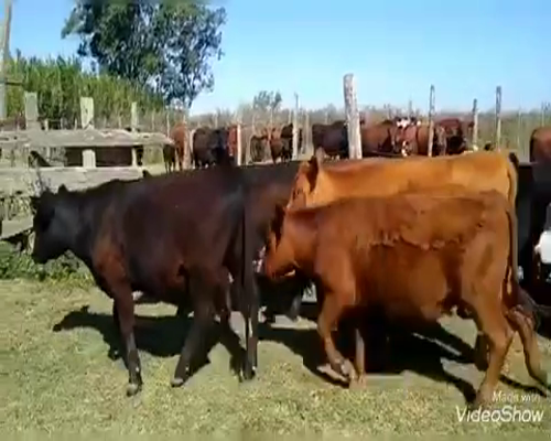 Lote 25 Novillitos y vaquillonas en Chascomús, Buenos Aires