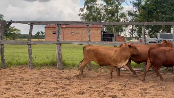 Lote 67 Novillos en Itatí, Corrientes