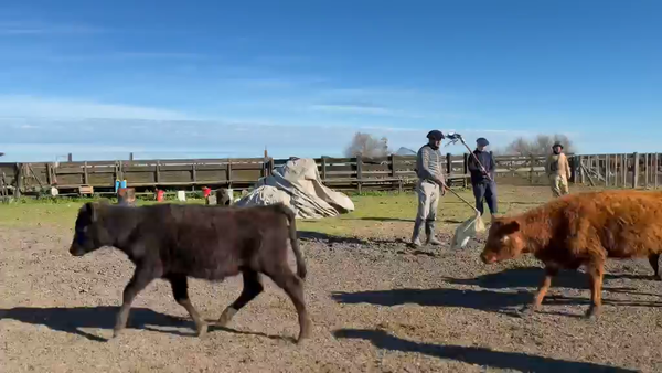 Lote 140 Terneras