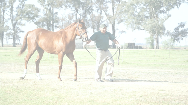 Lote TRUENO NARANJA (LONG ISLAND SOUND -  VERY TRUE)