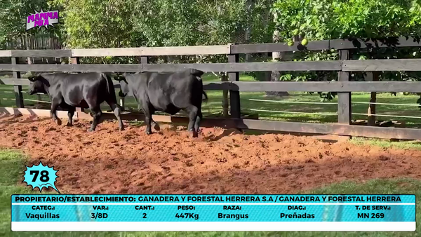 Lote LOTE 78- EN VIVO