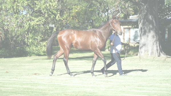 Lote CAPITAN WIN (GERSHWIN -  CLASSIC GIRL)