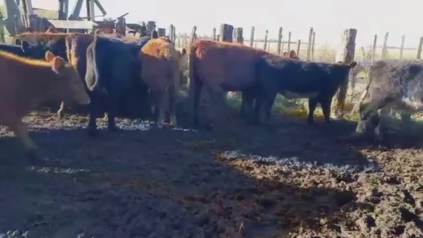 Lote 60 TERNS MACHOS Y HEMBRAS, LOBERIA, PCIA. BS. AS.