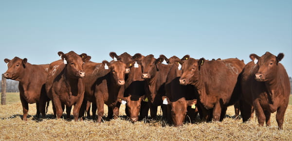 Lote Vaquillonas Angus PC Otoño