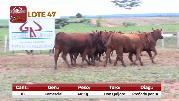 Lote Reproductores de Alborada - Lote 47