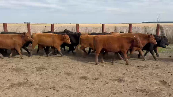 Lote 75 Novillitos