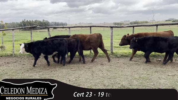 Lote 19 Terneras en Colonia
