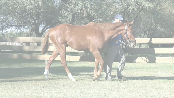 Lote SUEÑO DE BARRIO (COSMIC TRIGGER - INFANTA ROCIO)