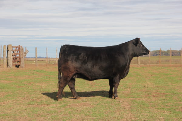 Lote VAQUILLONAS PURAS DE PEDIGREE