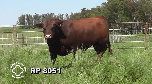Lote 2 Toros PI / PO / PC Red Angus, Artigas
