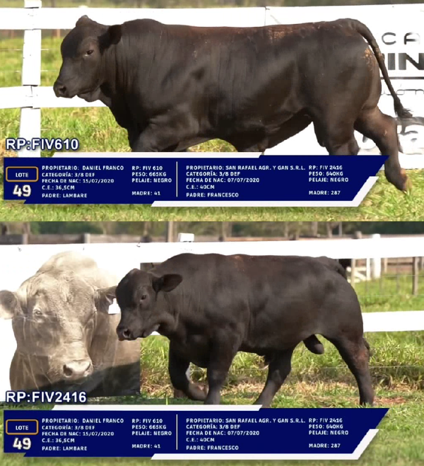 Lote LOTE 49 - DUO