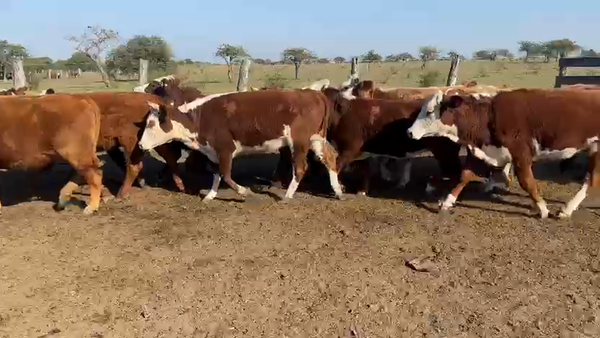 Lote 120 Vaquillonas C/ gtia de preñez