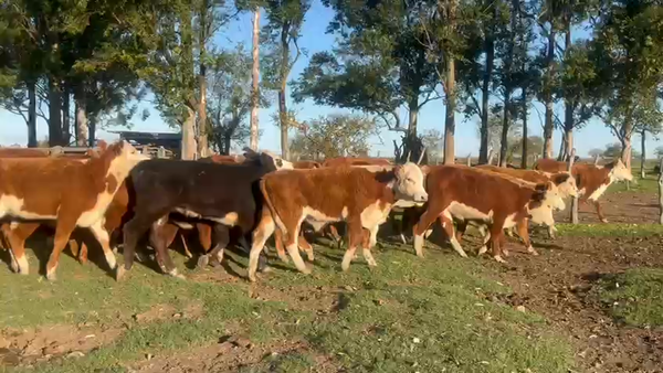 Lote 70 Terneros/as en Corrientes, Curuzú-Cuatiá