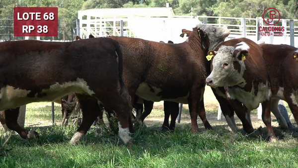 Lote VAQUILLONAS PREÑADAS PR Hereford  -PARICION OTOÑO 2026-