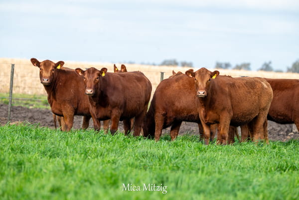 Lote VAQUILLONAS P.C. PARICION OTOÑO