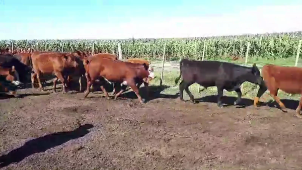 Lote 110 TERNS. MACHOS, LOBERÍA, BS. AS.