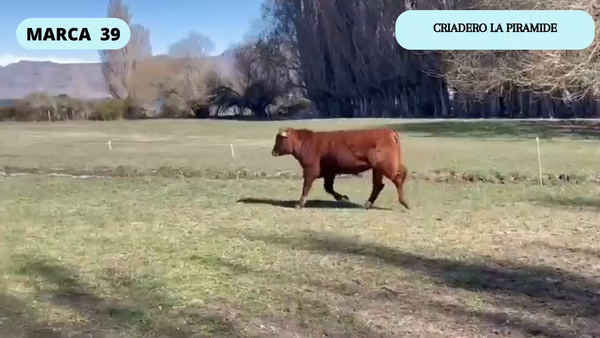 Lote 1 Toro en XI Región Aysén, Río Ibáñez