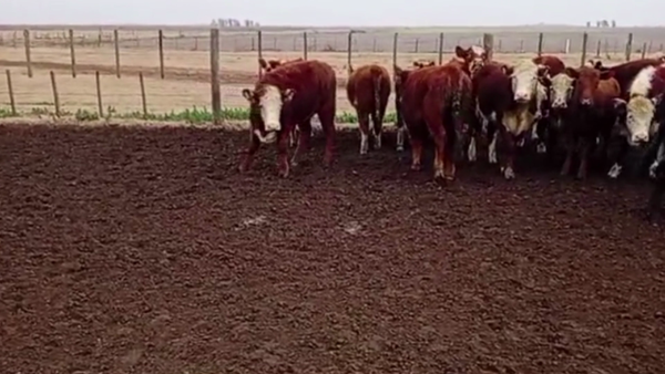 Lote 72 TERNS HEMBRAS, RUFINO, PCIA. DE SANTA FE