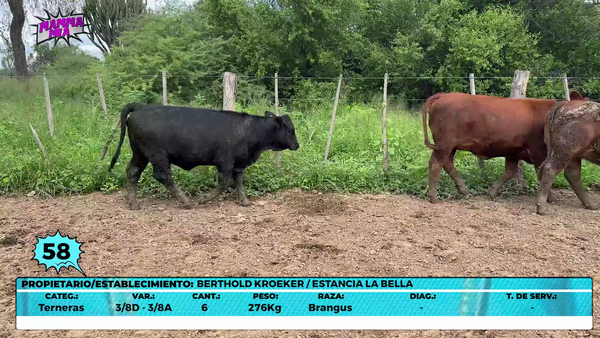 Lote LOTE 58