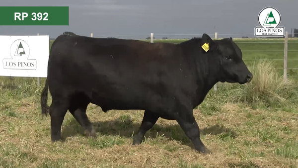 Lote 3 Toros ANGUS en Balcarce