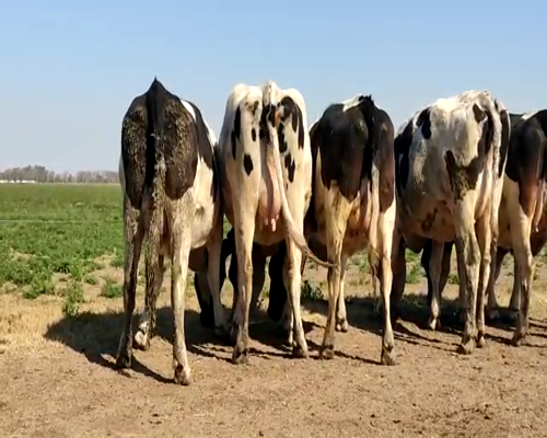 Lote VAQUILLONAS PREÑADAS 3 BELTRAMINO