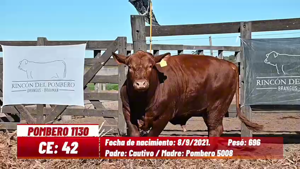 Lote TORO BRANGUS
