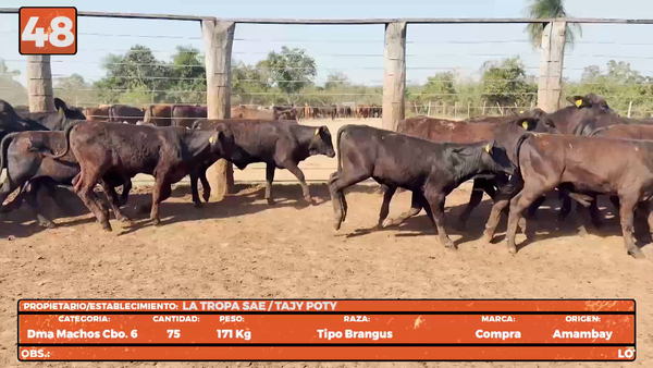 Lote LOTE 48