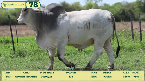 Lote LOTE 78
