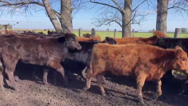 Lote 100 TERN. HEMBRAS, TANDIL, BS. AS.