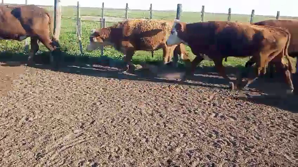 Lote Vacas de invernar en Entre Ríos, Gualeguay