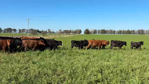 Lote 81 Terneros