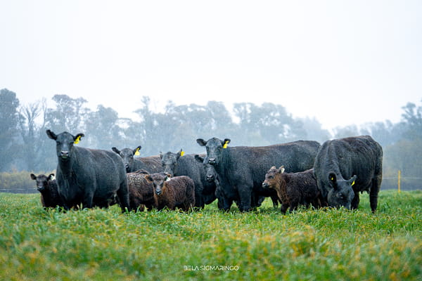 Lote VAQUILLONAS ANGUS NEGRAS  PC PARIDAS
