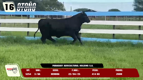 Lote LOTE 16 -DE JUNIOR