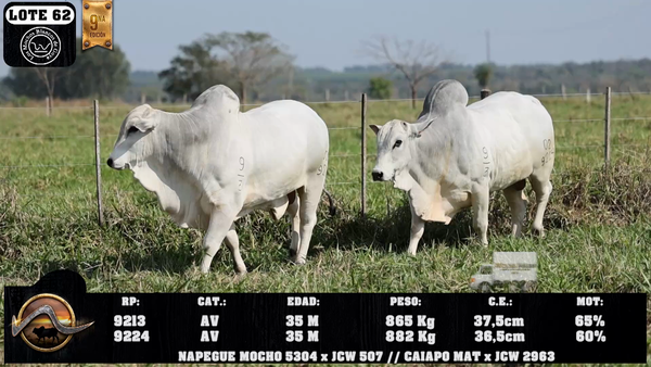 Lote LOTE 62