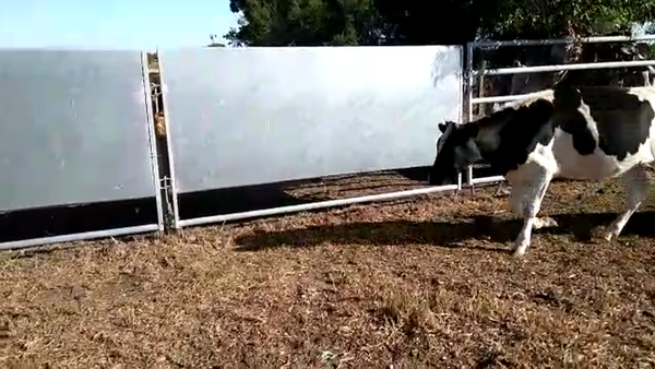 Lote (Vendido)6 Novillos HOLANDO 350kg -  en RADIAL JUAN LACAZE