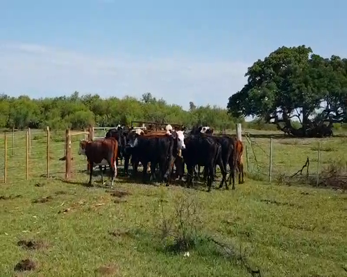Lote 20 Vaquillonas en Esquina, Corrientes