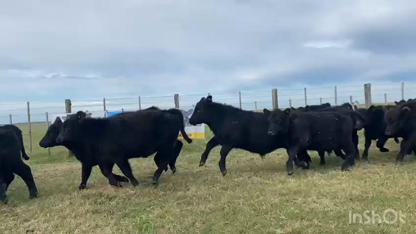 Lote 60 Terneros en Castelli, Buenos Aires