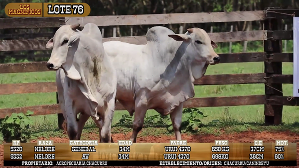 Lote LOTE 76- POR PANTALLA