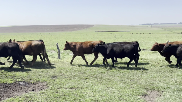 Lote 70 Terneros en Balcarce, Buenos Aires