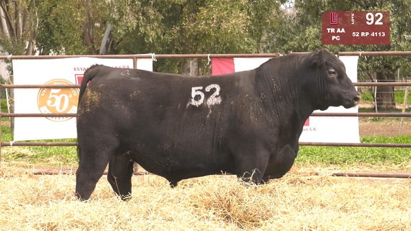 52 4113 — TOROS ANGUS NEGROS  PC