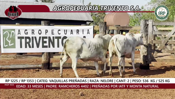 Lote VAQUILLAS PREÑADAS