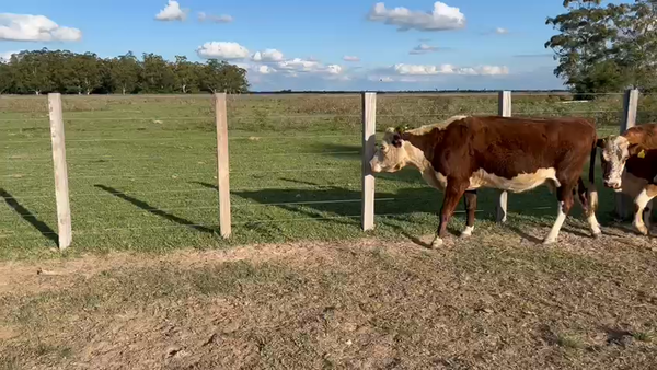 Lote 35 Vacas CUT preñadas en Goya, Corrientes