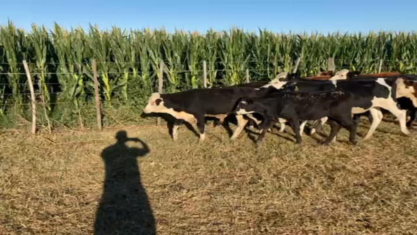 Lote 15 Terneros/as en Cintra, Córdoba