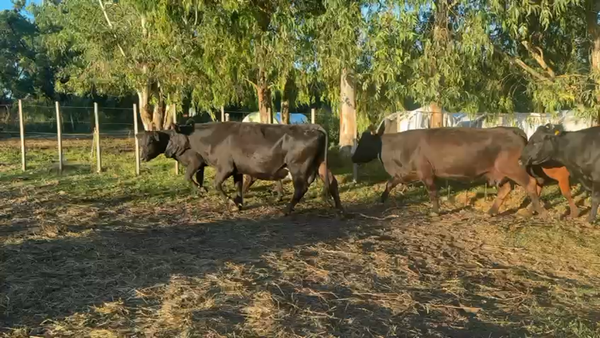 Lote VACA DE INVERNADA