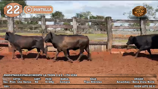Lote LOTE 22 - POR PANTALLA